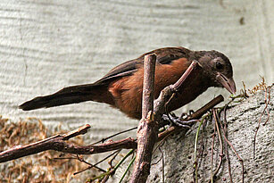 Ein Purpurtangaren Weibchen steht auf einem Zweig