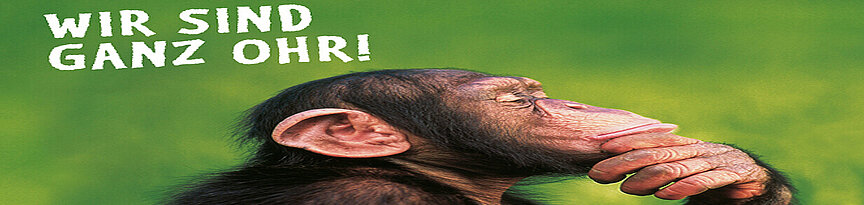 Schimpanse auf Teaserbild: Wir sind ganz Ohr- Meinungsumfrage