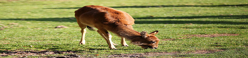 Eine weibliche Weißnacken-Moorantilope frisst Gras auf einer Wiese.