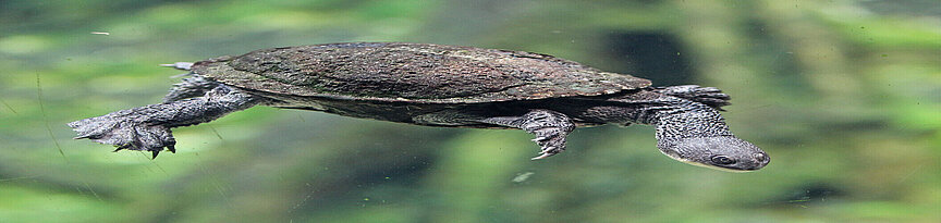 Glattrücken-Schlangenhalsschildkröte schaut zur Seite