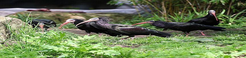 Hermit ibis 