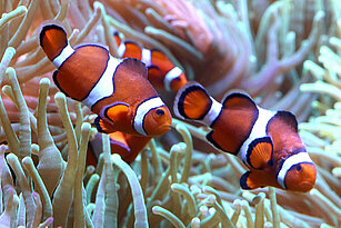 Drei Orange-Ringel-Anemonenfische schwimmen in einer Anemone