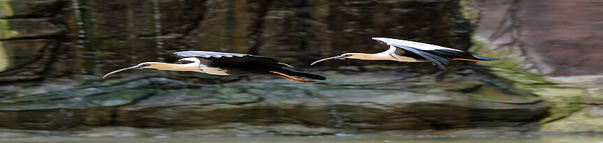 flying Black-faced ibis