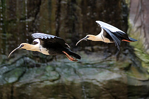 flying Black-faced ibis