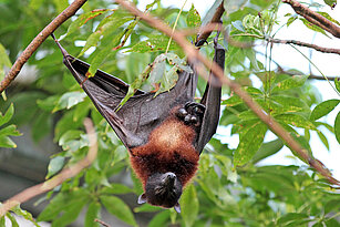 Small flying fox hanging in the trees