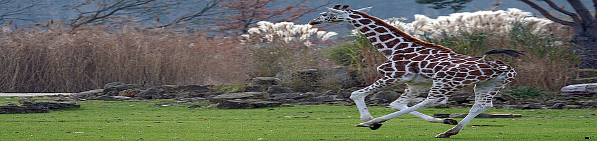 Baringo giraffe running