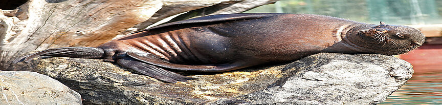 South African fur seal laying on the stone