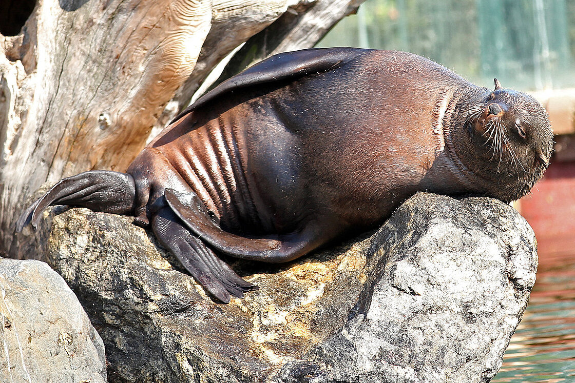 South African Fur Seals: Meet them at Zoo Leipzig!