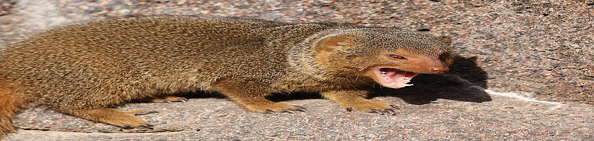 Common dwarf mongoose on a stone