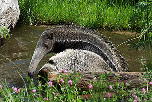 bathing Giant anteater 