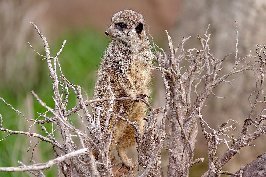 Slender tailed meerkat 
