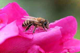 Kärntner Biene sitzt auf einer rosa Blüte