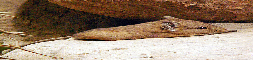 Short-eared elephant shrew 