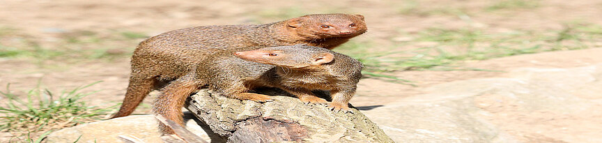 two Common dwarf mongooses 