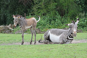 Zebrafohlen Natascha mit Mutter Nina