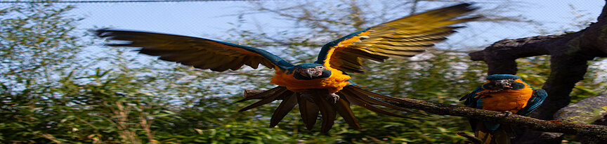 Blaukehlara im Flug
