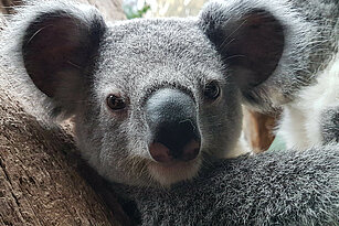 Nahaufnahme Koala Bouddi