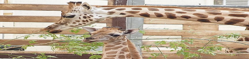 Giraffenbulle mit Mutter Sipiwe Giraffenjungtier mit Mutter im Innenstall