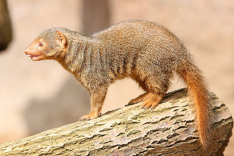 Common dwarf mongoose from the side view