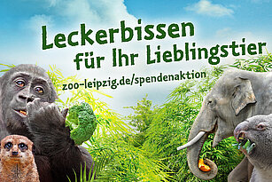Plakat mit Gorilla, Elefant, Koala und Erdmännchen drauf.