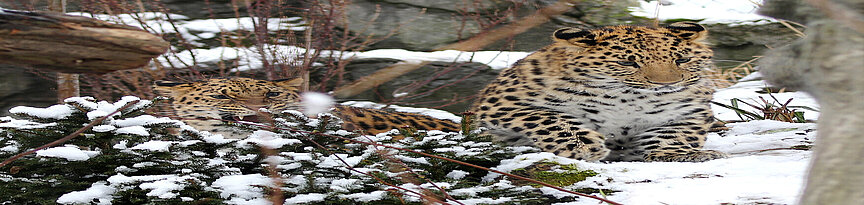 Zwei Amurleoparden im Schnee zwischen Büschen und Baumstämmen