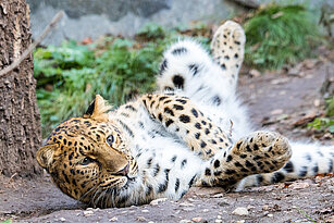 Ein Amurleoparden wälzt sich am Boden