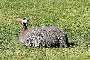 Helmeted guineafowl laying in the grass