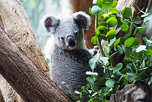 Koala_Bouddi_in_seimen_eigenen_Revier