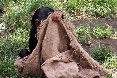 Schimpanse mit Jutebeutel