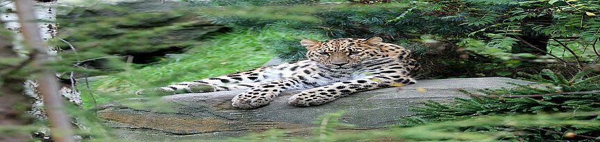 Ein Amurleopard liegt im Wald auf einem großen Stein
