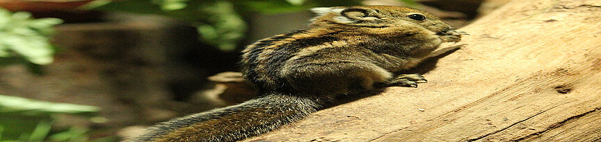 Chinesisches Baumstreifenhörnchen von schräg hinten sitzt auf einem steil ansteigenden Baumstamm ohne Rinde