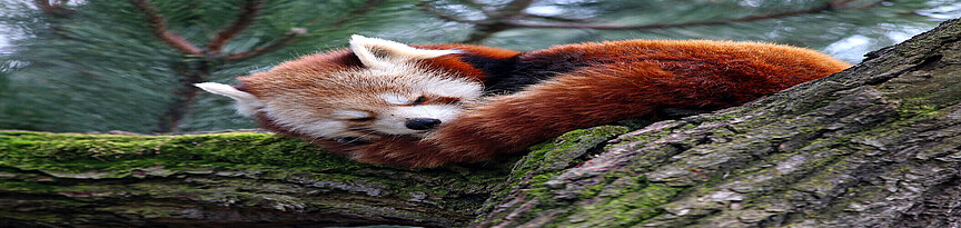 Nepalesischer Roter Panda liegt zusammen gerollt und mit geschlossenen Augen auf dem Baum