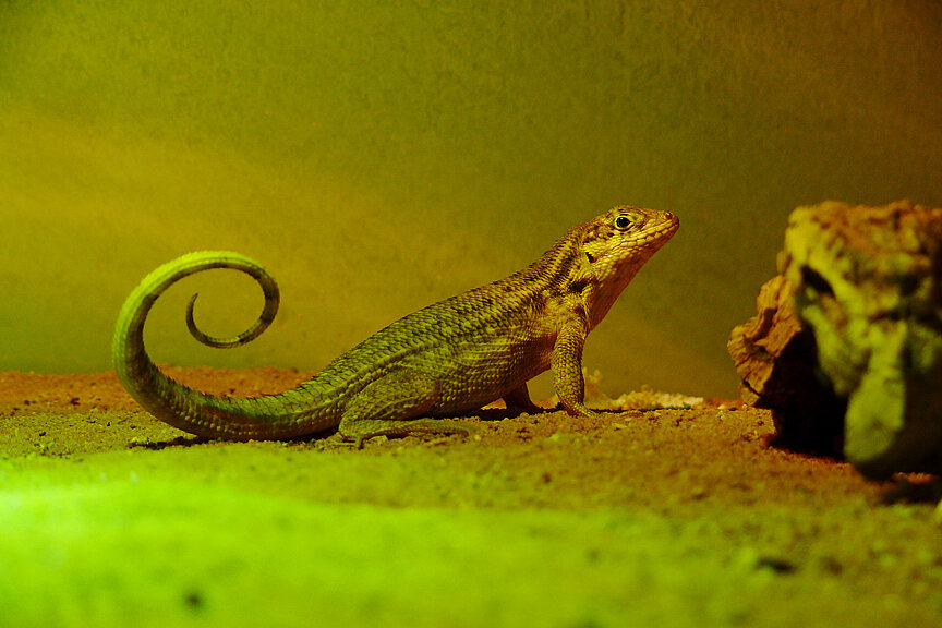 Rollschwanzleguan im Terrarium