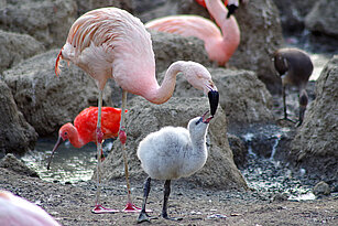 Chilean flamingo with its young