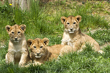 Die drei Löwenjungtiere liegen auf der Savanne
