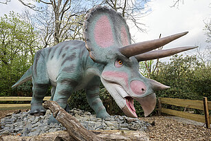 Dinosaurier Triceratops