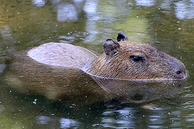 swimming capybara