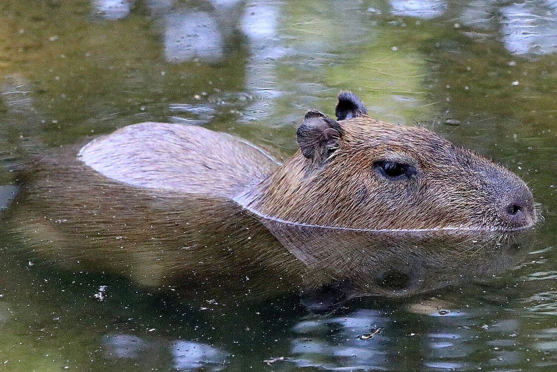 The Capybara is waiting for you at Zoo Leipzig!