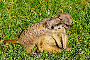Slender tailed meerkats cuddling with each other 