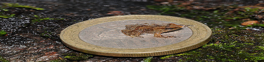 Nasenfrosch auf einer Münze - Größenvergleich 