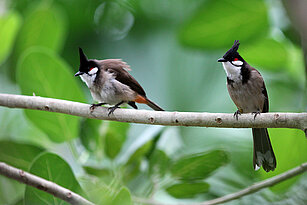 two Red-whiskered bulbuls 