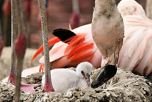 Chileflamingo füttert sein Jungtier im Nest