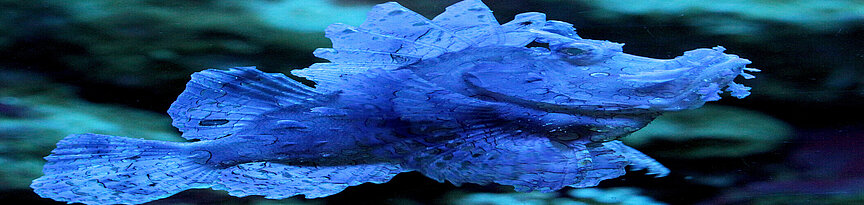Blauer Tentakel-Schluckspecht im Aquarium