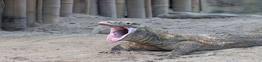 Komodowaran sperrt Maul auf