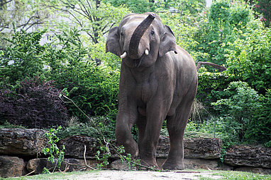 Elefantenbulle Voi Nam