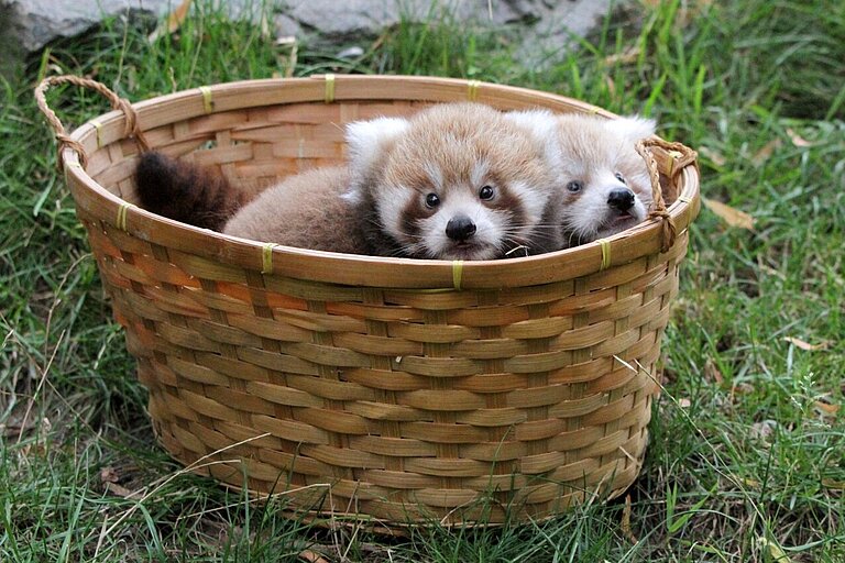 2 Rote Panda Jungtiere in einem Korb