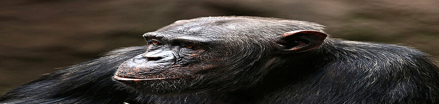  Schimpansen-Kopf von der Seite