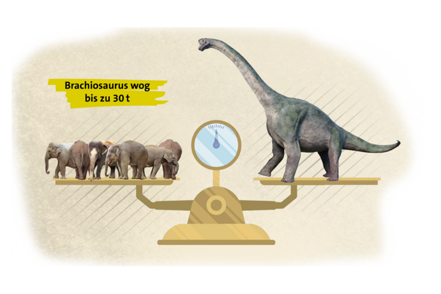 Vergleich Gewicht Brachiosaurus und Elefanten