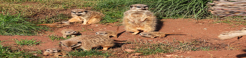 Slender tailed meerkat with her two young