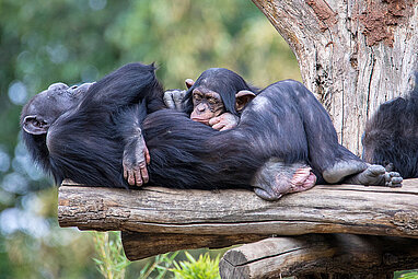  Schimpanse liegt schlafend auf dem Rücken, ihr Jungtier liegt ebenfalls schlafend auf dem Bauch